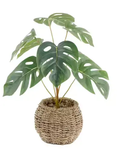 15-Inch Artificial Split Leaf Philodendron in 6-Inch Wicker Basket
