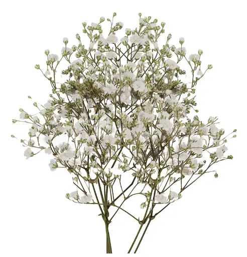 White Gypsophila (Baby’s Breath) – 10-Bunch Bulk Pack